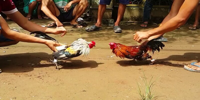 kèo đá gà đồng banh